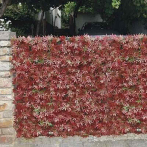 Mur végétal Vigne vierge rouge Instant Clôture